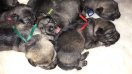 CH : puppies 5 days old