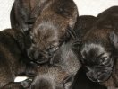 Puppies 4 day old