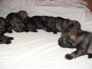 Puppies 14 days old