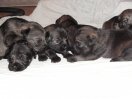 Puppies 14 days old