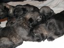 Puppies 14 days old