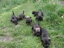 Puppies 3 weeks  old