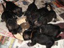 Puppies 25 days old