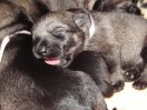 puppies 1 week old